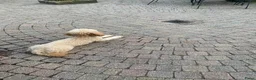 Poedel honden te koop: Dwerg poedel  - Advertentie 3
