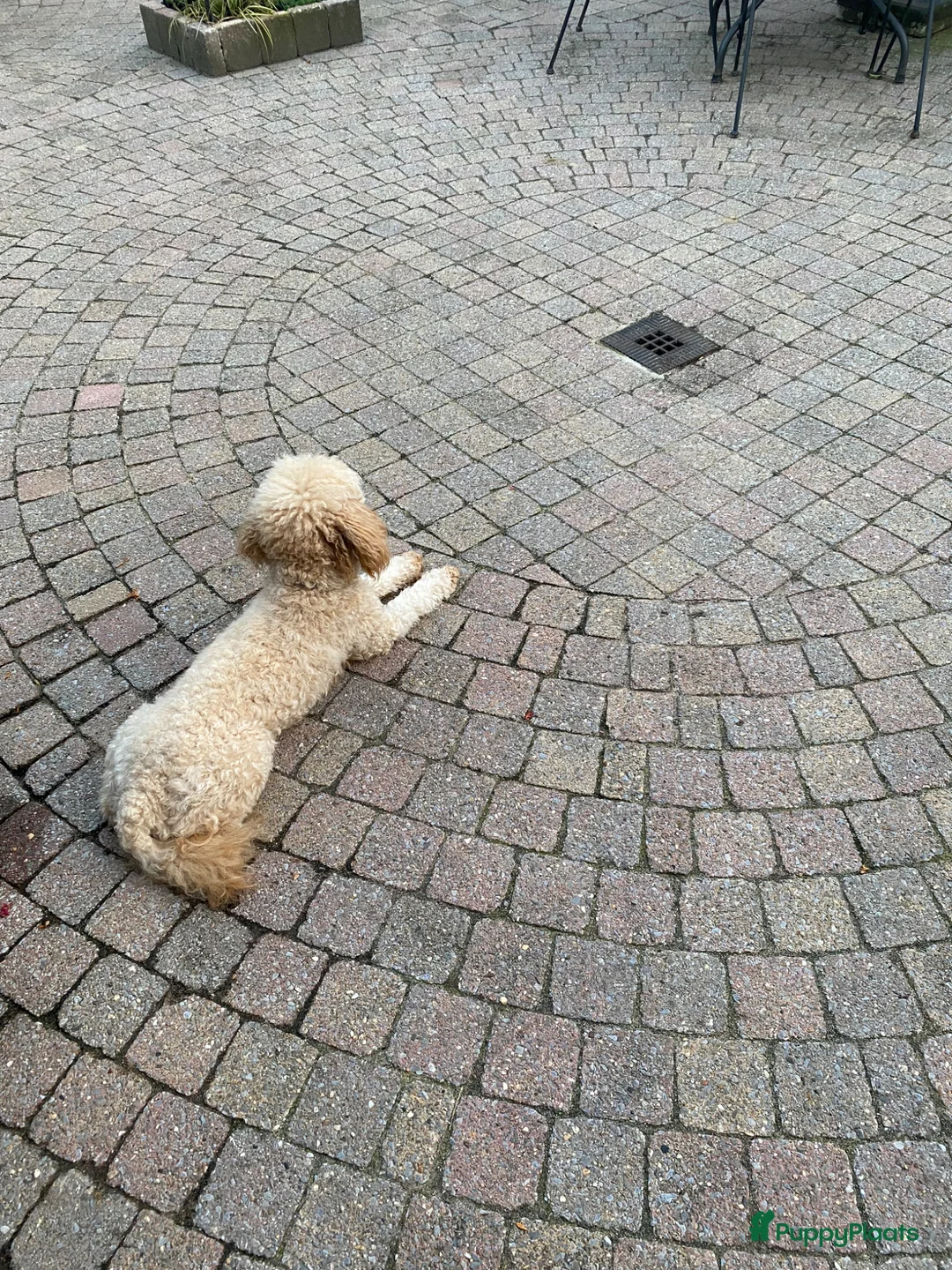 Poedel honden te koop: Dwerg poedel  - Advertentie 3