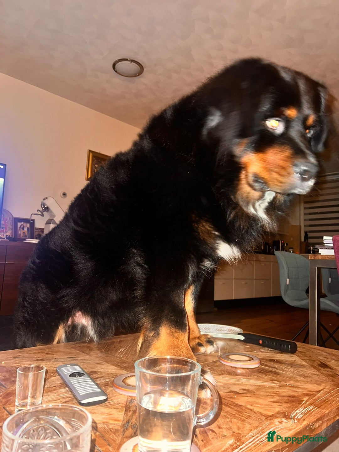 Berner Sennenhond honden ter dekking: Boulab Berner Senner 75% x 25% labrador - Advertentie 8