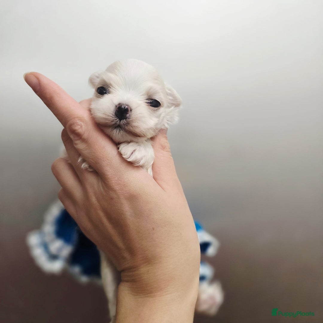 Maltezer honden te koop: Asian malteser pup - Advertentie 3