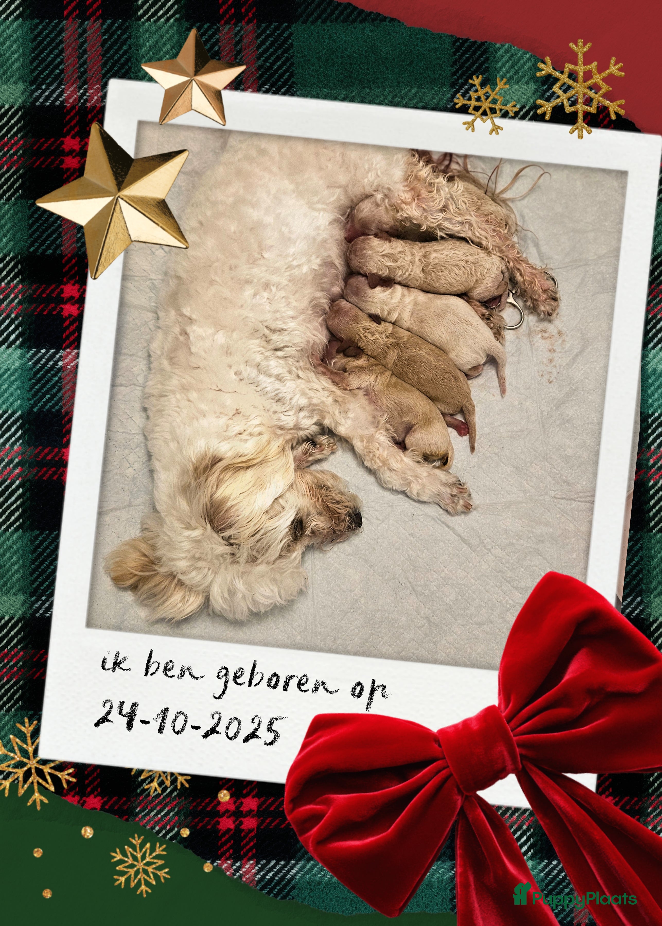 Maltipoo honden Prachtige mini maltipoo pups f1b! - Advertentie 2