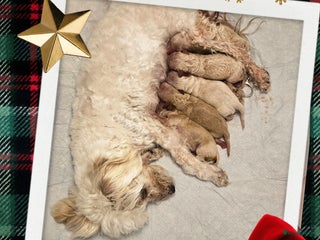 Maltipoo honden Prachtige mini maltipoo pups f1b! - Advertentie 5