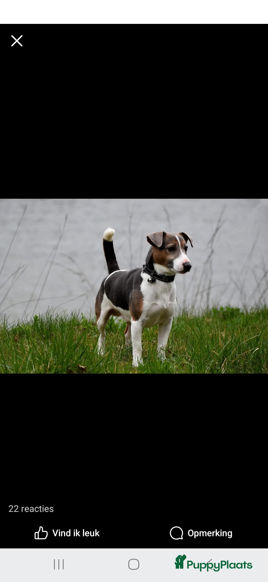 Jack Russel Terriër honden te koop: Jack russelpups opgevoed in gezin met 2 kids - Advertentie 17