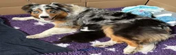 Australian Shepherd honden te koop: Australian shepherd pups - Advertentie 2