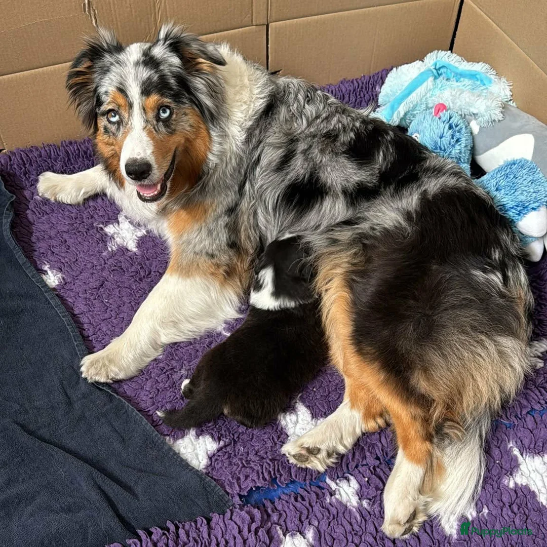 Australian Shepherd honden te koop: Australian shepherd pups - Advertentie 2