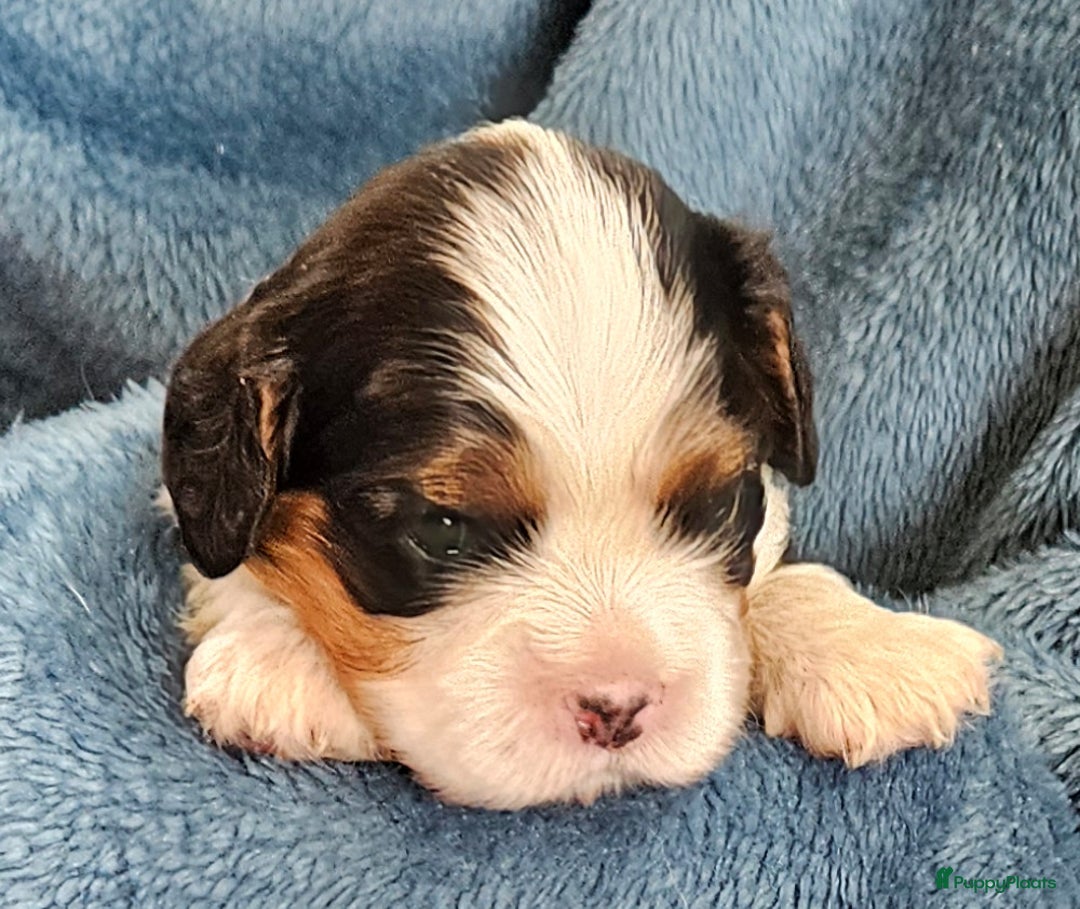 Cavalier King Charles Spaniel honden te koop: Cavalier King Charles Spaniel in Makkinga - Afbeelding 5