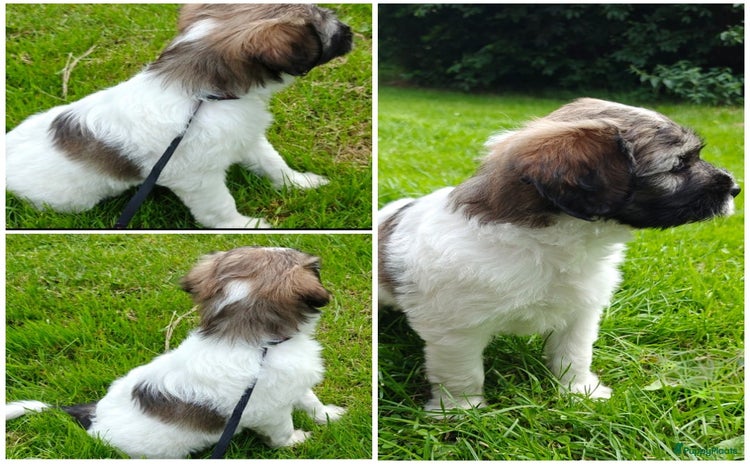 Tibetaanse Terriër honden - Advertentie 2