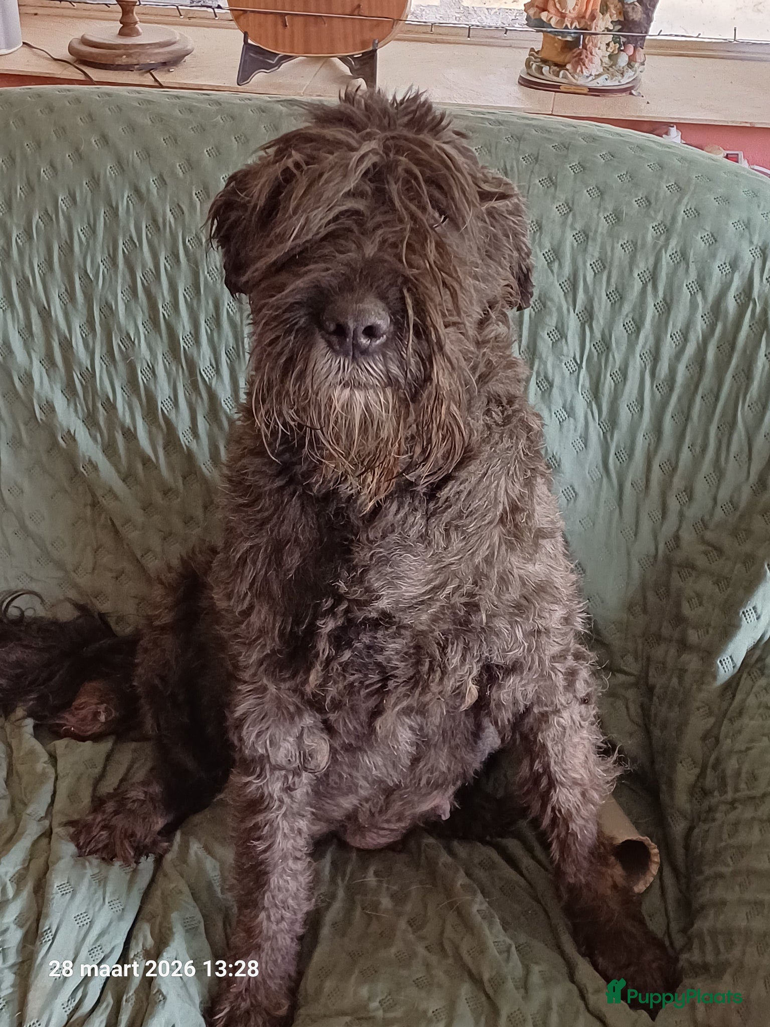 Bouvier des Flandres honden nest aankondiging bouvier - Advertentie 1