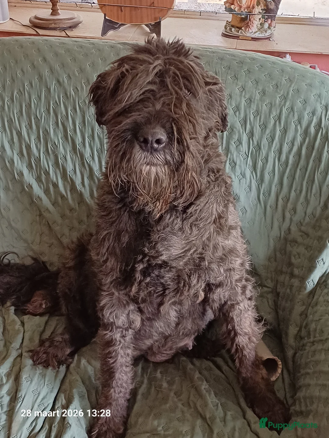 Bouvier des Flandres honden te koop: nest aankondiging bouvier - Advertentie 1