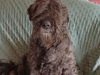 Bouvier des Flandres honden nest aankondiging bouvier - Advertentie 18