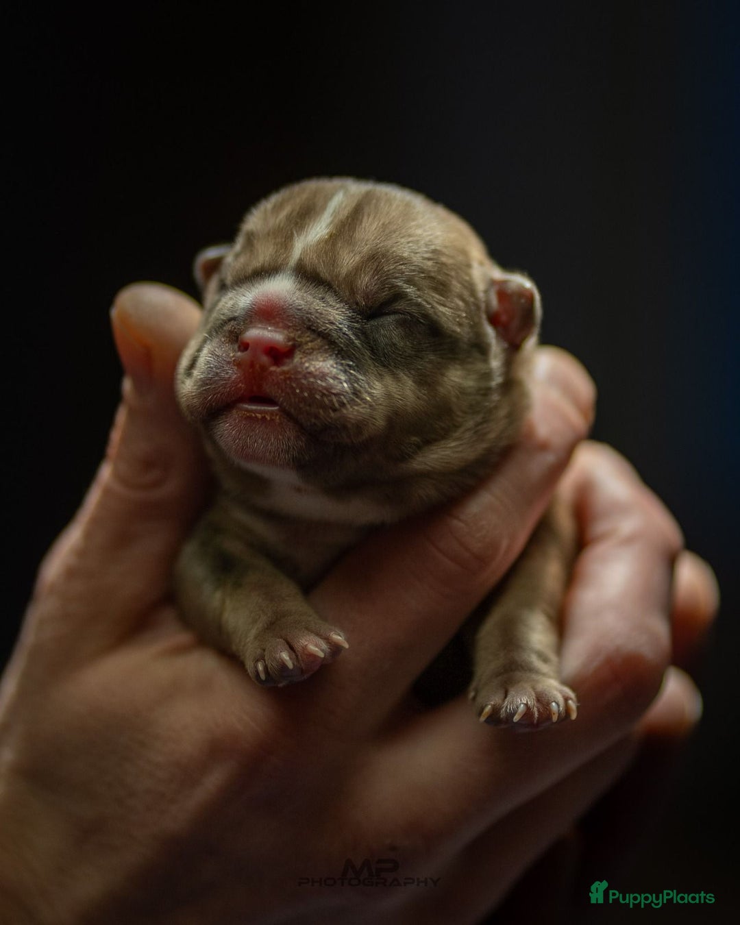 Amerikaanse Bully honden te koop: Pocket bullys  - Advertentie 13