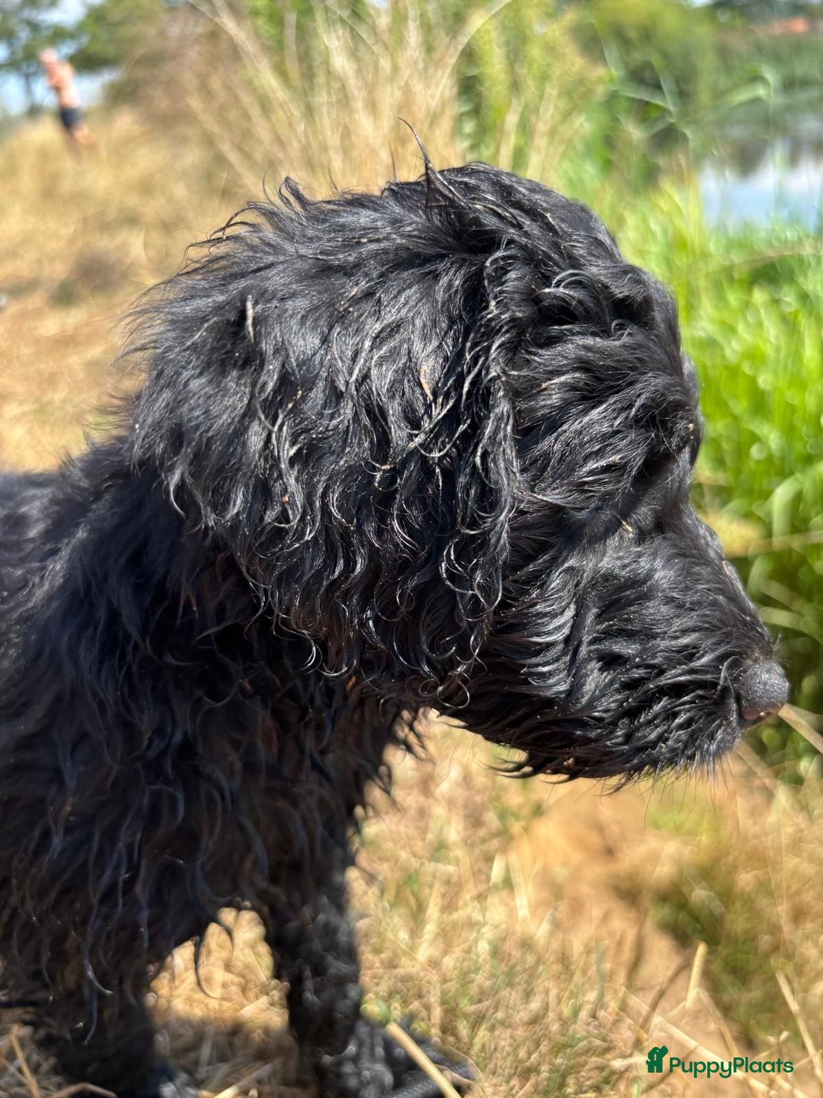 Labradoodle honden Australian Goldendoodle X Labradoodle double   - Advertentie 2
