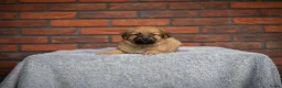 Kruising honden te koop: Gave Toller x Oud Duitse herder pups - Advertentie 5