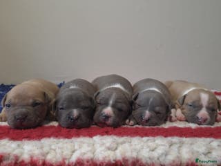 American Staffordshire Terriër honden Prachtige Amerikaanse Staffordshire Terriër pups - Advertentie 6