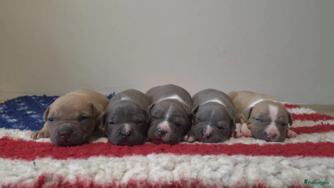 American Staffordshire Terriër honden te koop: Prachtige Amerikaanse Staffordshire Terriër pups - Advertentie 1