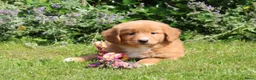 Nova Scotia Duck Tolling Retriever honden te koop: Mooie nova scotia duck tolling retriever pups  - Advertentie 6
