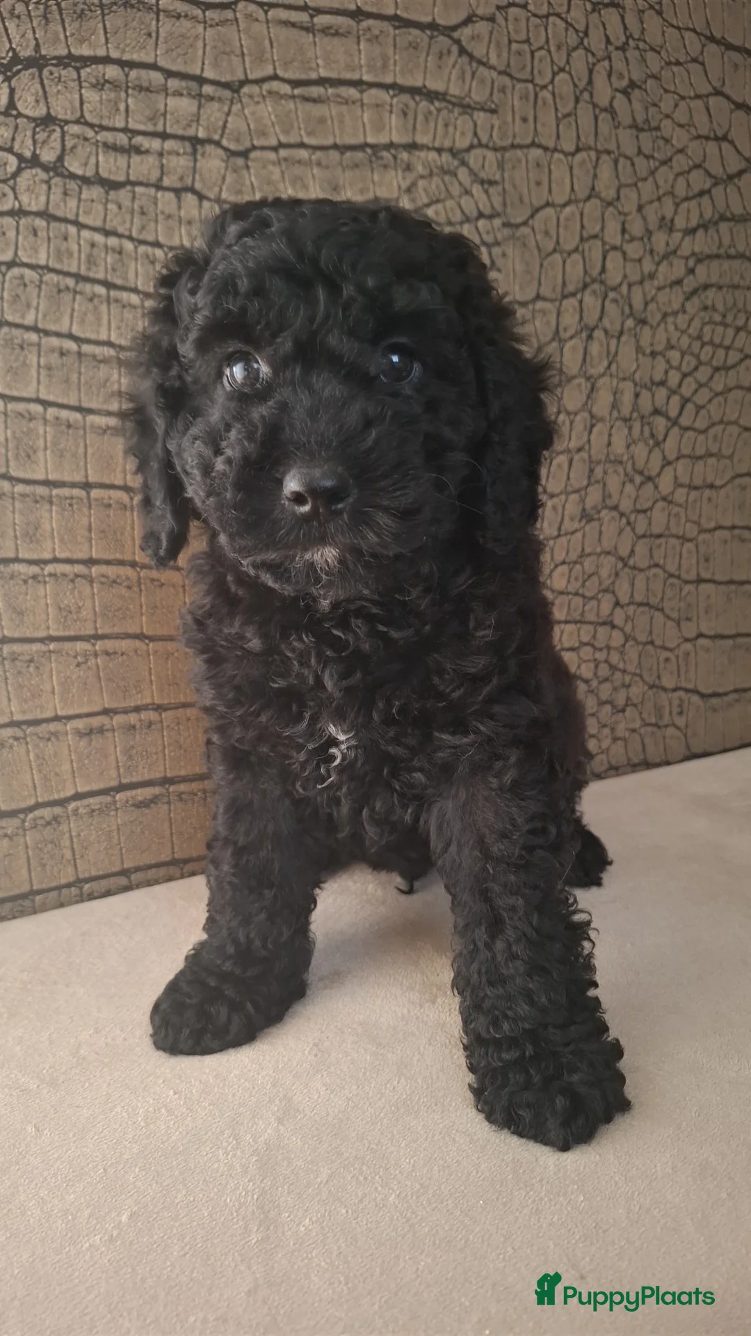 Australian Labradoodle honden te koop: Medium Australian labradoodle pups 🩷💙 - Advertentie 13