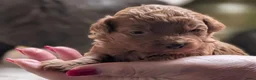 Labradoodle honden te koop: Mini labradoodle/poedel - Advertentie 9