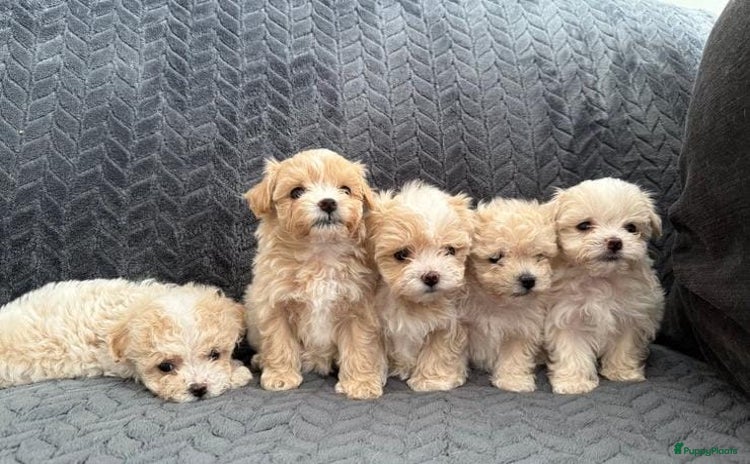 Maltipoo honden - Advertentie 4