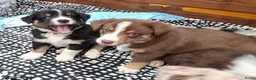 Australian Shepherd honden te koop: Nog 4 mooie austrailian shepherds pups - Advertentie 4