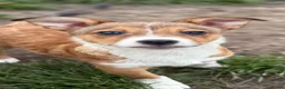 Kruising honden ter adoptie: Storm - Advertentie 3