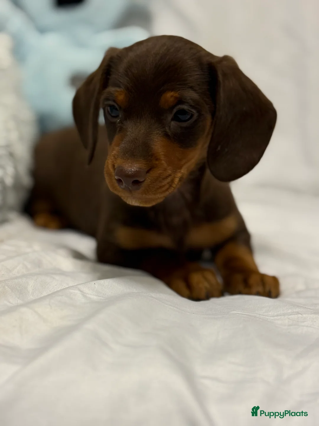 Teckel (korthaar)  honden te koop: Dwerg teckel pups  - Advertentie 18