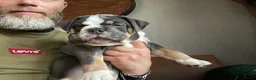 Old English Bulldog honden te koop: Prachtige Bulldog puppies - Advertentie 23