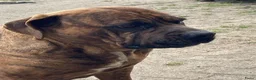 Cane Corso honden te koop: Cane Corso - Advertentie 3