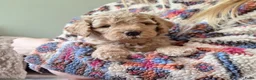 Labradoodle honden te koop: Nog 1 prachtig labradoodle reutje beschikbaar  - Advertentie 13