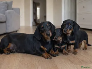 Teckel (korthaar) honden korthaar Teckel puppy’s, - Advertentie 16