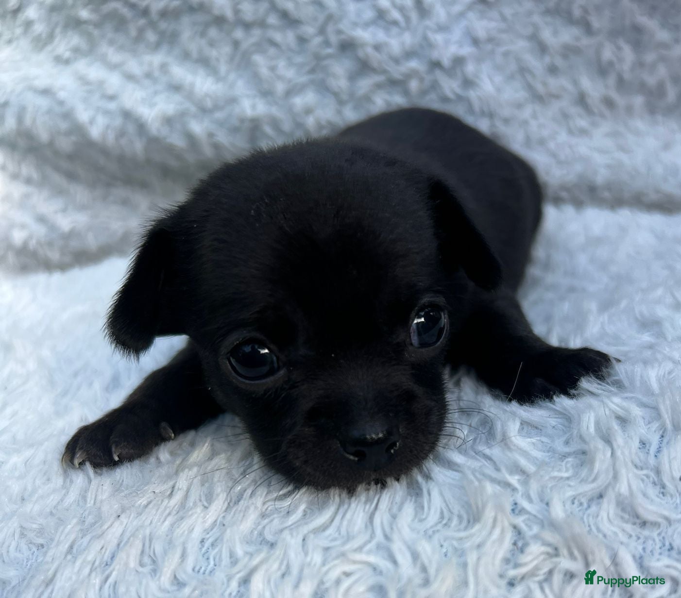 Chihuahua honden 2 mooie chihuahuapups. Teefje /reutje - Advertentie 1