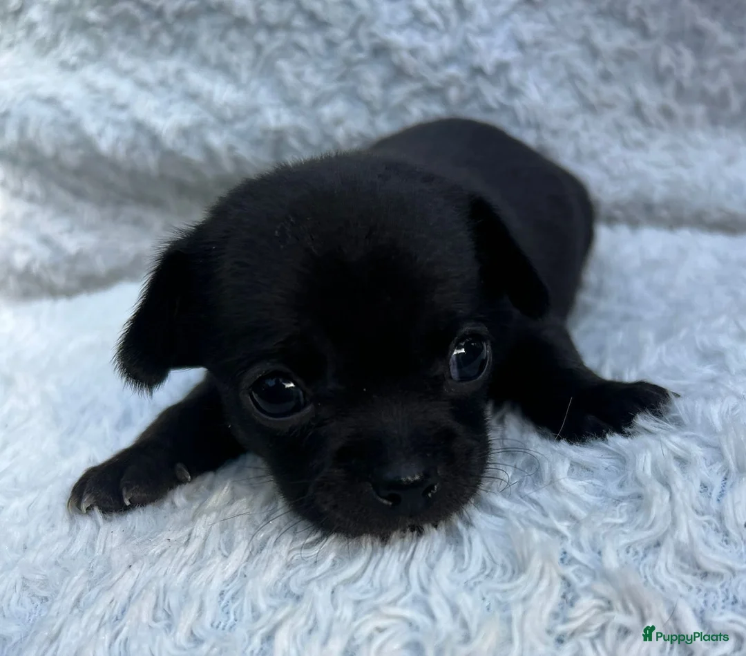 Chihuahua honden te koop: 2 mooie chihuahuapups. Teefje /reutje - Advertentie 1