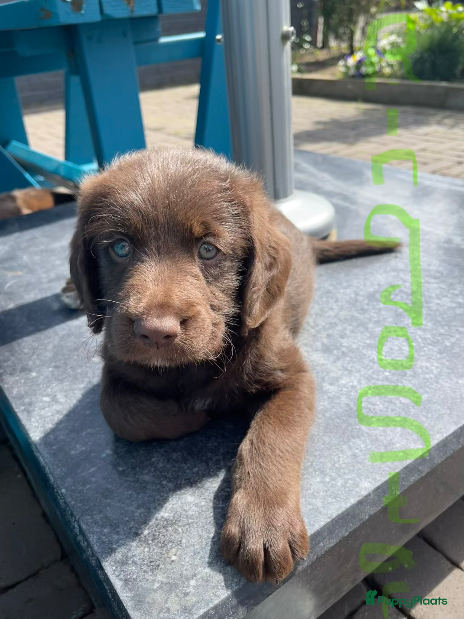Labradoodle honden 5 unieke Labradoodles bruin met witte aftekeningen - Advertentie 1