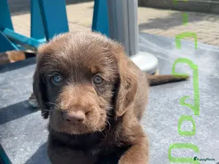 Labradoodle honden 5 unieke Labradoodles bruin met witte aftekeningen - Advertentie 1