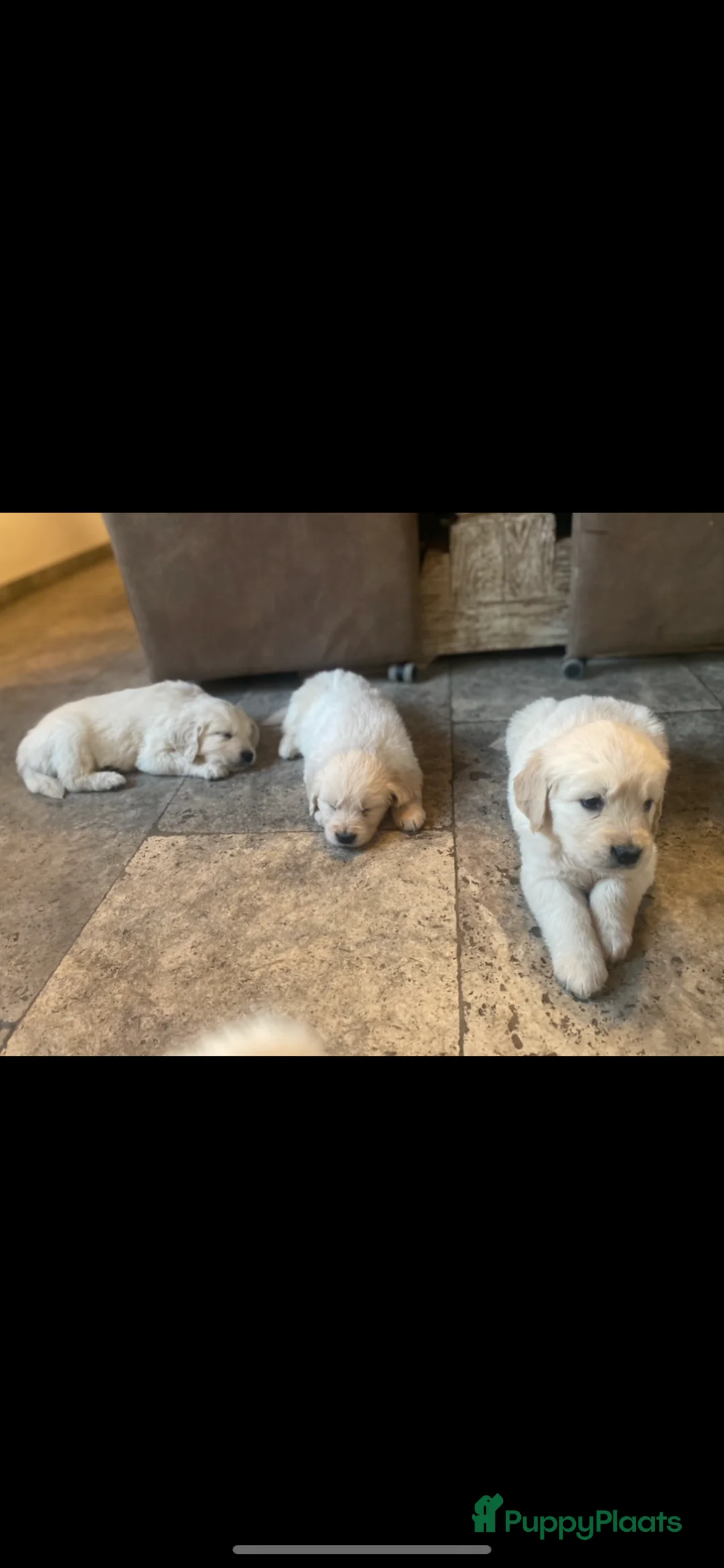 Golden Retriever honden te koop: Golden retiever pups - Advertentie 19
