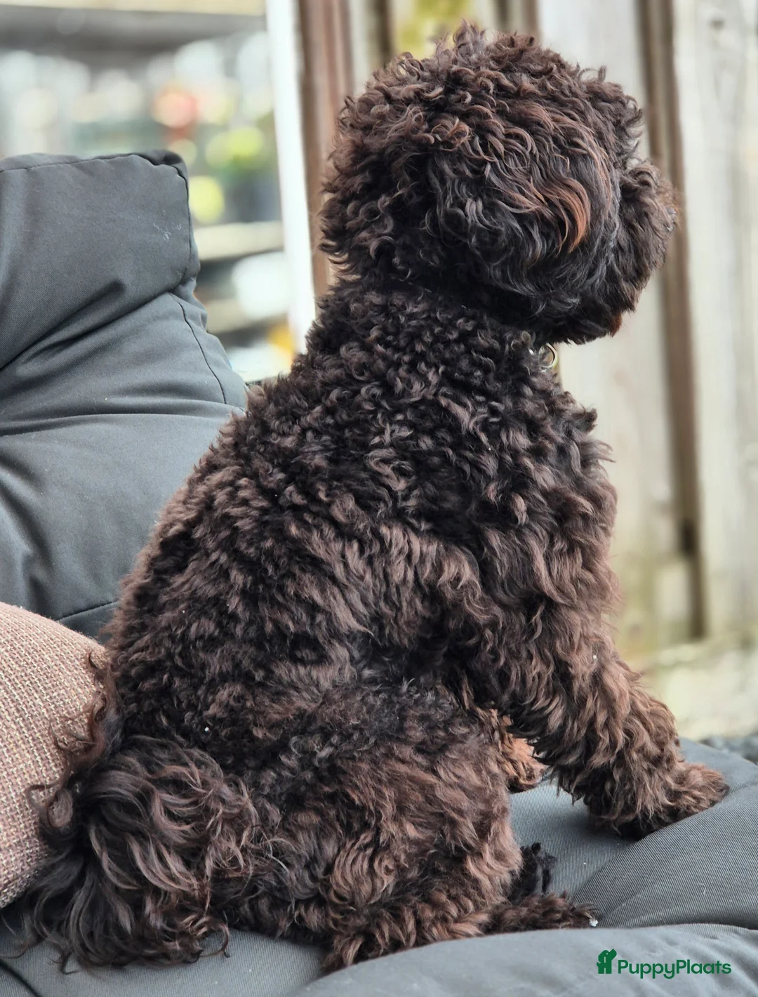 Poedel Toy honden ter dekking: Lillo superlieve toypoedel. Mooie, fluffy dekreu💙 - Advertentie 11