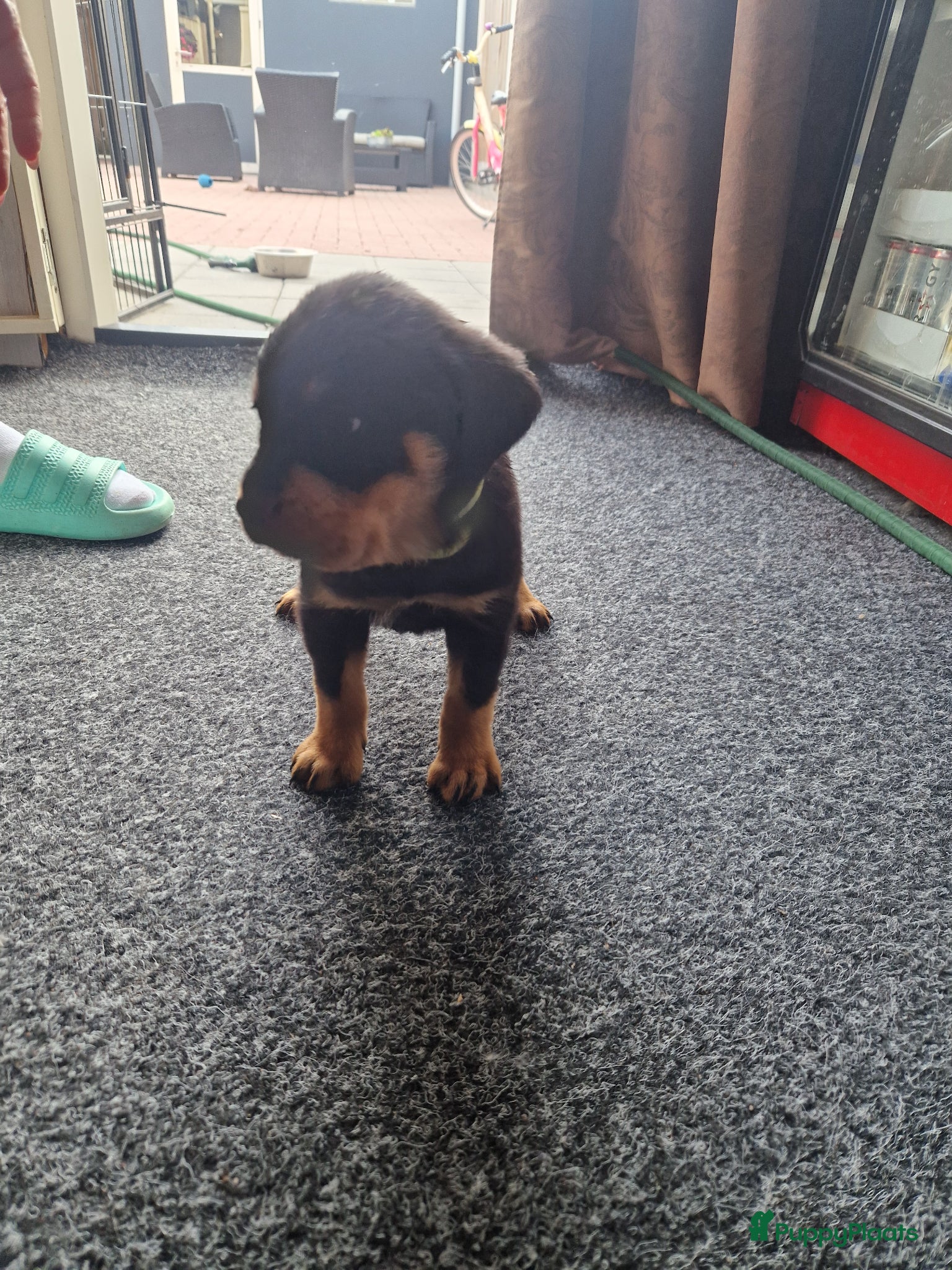 Rottweiler honden te koop: Super mooie rottweilerpups - Advertentie 4