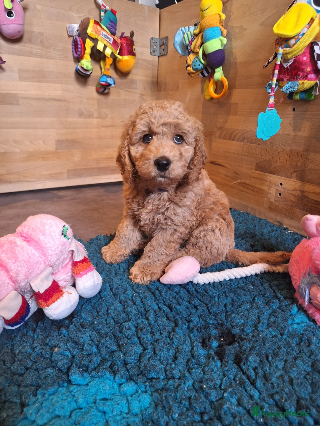 Kruising honden te koop: Australian labradoodle pups - Advertentie 5