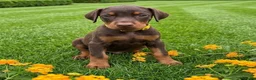 Dobermann honden te koop: Prachtige Dobermann pups - Advertentie 13