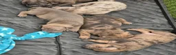 Amerikaanse Bully honden te koop: americanbully xl pup's leesgoed abkc/dbkc stamboom - Advertentie 8