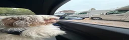 Shih Tzu honden te koop: Shih Tzu teddy - TE KOOP - Advertentie 4