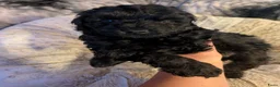 Labradoodle honden te koop: Toy Poedel 🐕 Doodle Mini 🐕 OudersGetest ! - Advertentie 1