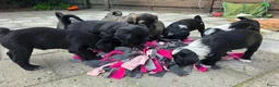 Tibetaanse Terriër honden te koop: Tibetaanse terriër pups met FCI stamboom - Advertentie 14
