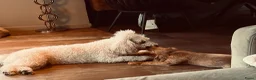 Labradoodle honden te koop: Labradoodle puppy’s verwacht - Advertentie 5