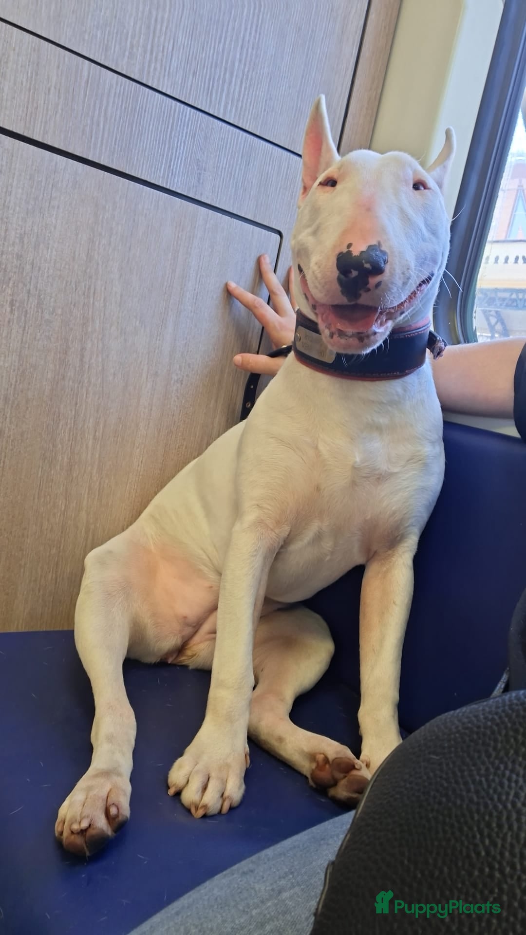 Bull Terriër honden Bull terrier - Advertentie 3
