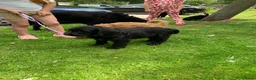 Kruising honden te koop: Nog twee zwarte labradoodle pups - Advertentie 3