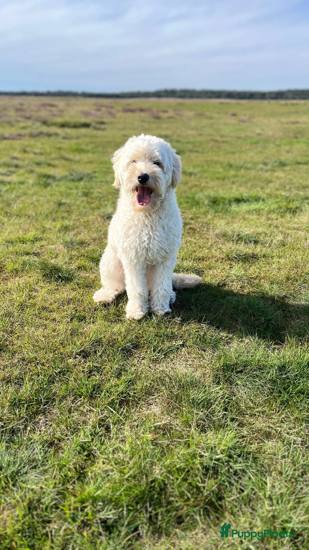 Kruising honden te koop: Labradoodle x Goldendoodle pups - Advertentie 18