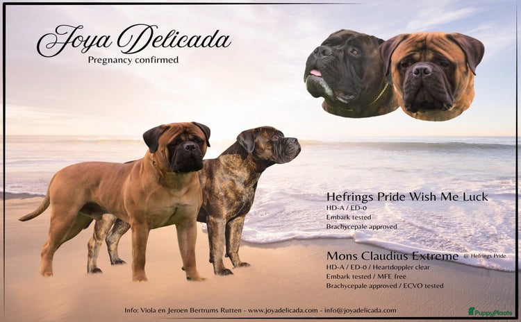 Bullmastiff honden - Advertentie 2