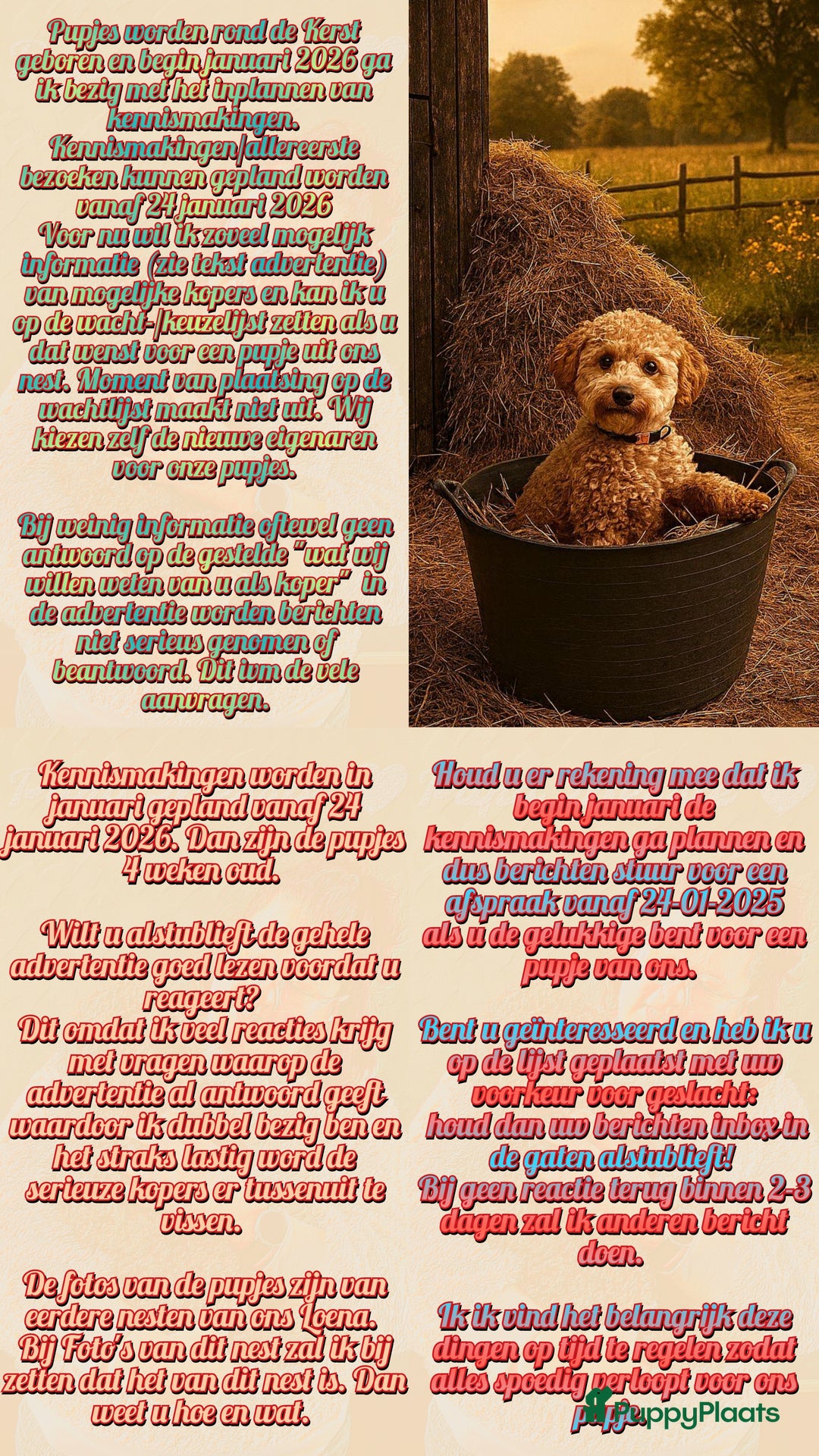 Maltipoo honden te koop: Maltipoo F1b worden rond kerst geboren 🥰 !  - Advertentie 5