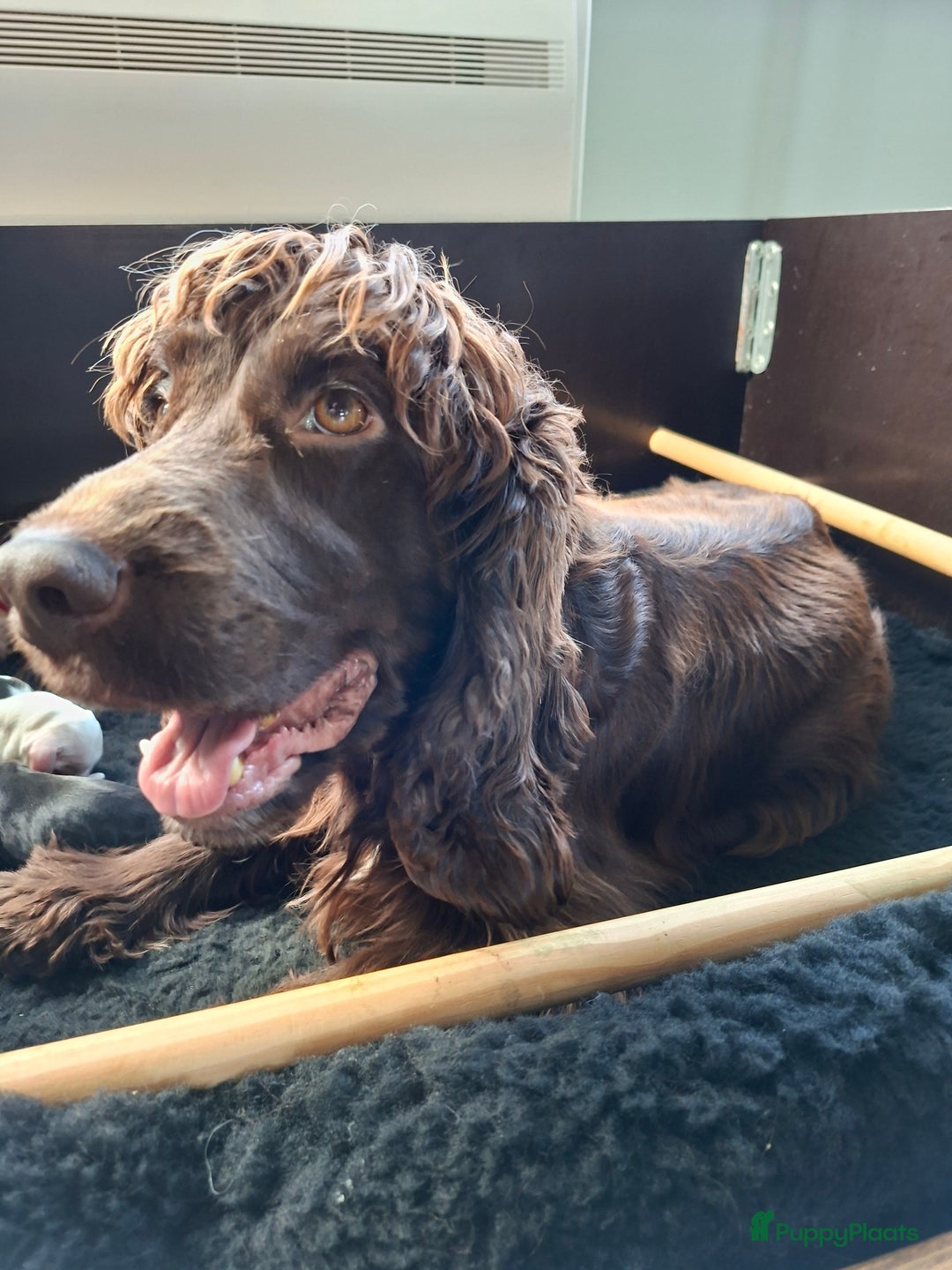 Engelse Cocker Spaniel honden te koop: Pas geboren pups Engelse Cocker Spaniel  - Advertentie 1